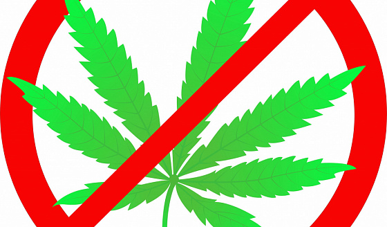 Деградация от марихуаны запрещенных веществ в марихуане